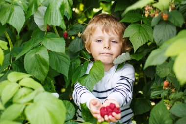 mutlu küçük yürümeye başlayan çocuk üzerinde almak strawberri toplama berry farm