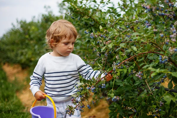 3 Jahre Junge pflückt Blaubeeren auf Bio-Beerenfeld — Stockfoto