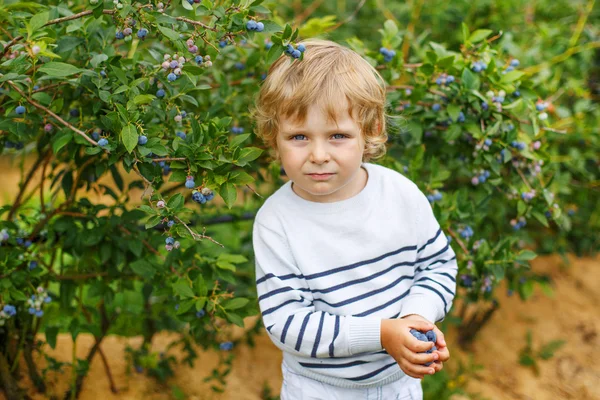 3 år pojke plockar blåbär på ekologiska bär fältet — Stockfoto