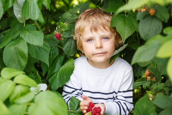 Menino pequeno feliz em escolher uma fazenda de baga escolhendo morango — Fotografia de Stock