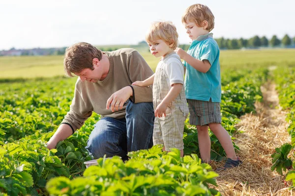 Vader en twee jongetjes broer of zus op biologische aardbei boerderij — Stockfoto