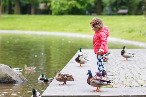 Adorable niña alimentando patos en verano —  Fotos de Stock