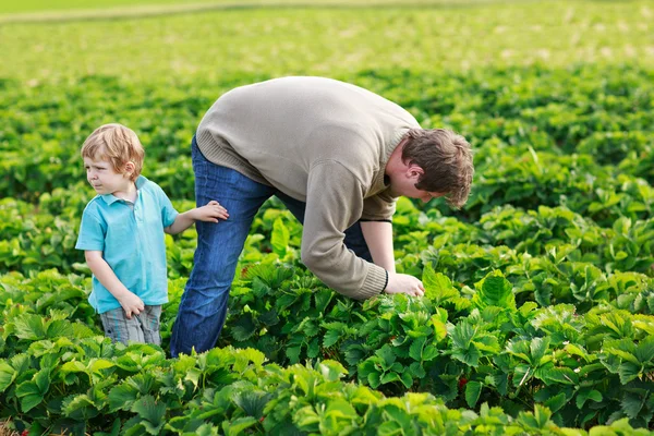 Vader en kleine jongen van 3 jaar op biologische aardbei boerderij in s — Stockfoto