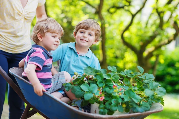 Two little boys having fun in a wheelbarrow pushing by mother — Stock Photo, Image