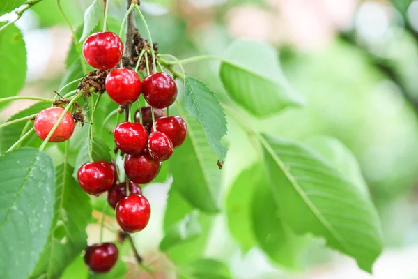 Vackra körsbär frukter hängande på en gren på orchard — Stockfoto