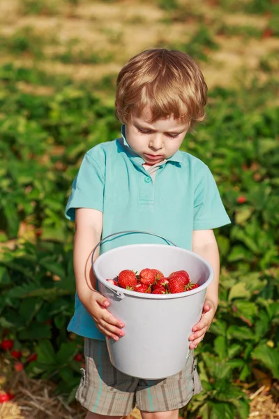 Feliz niño pequeño en recoger una granja de bayas recoger fresa — Foto de Stock