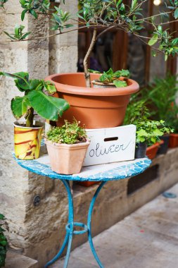 çiçekler, zeytin ağacı Fransa, prov sokakta bileşimi