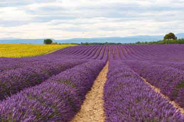 Lavanta alanları yakınında valensole Provence, Fransa.