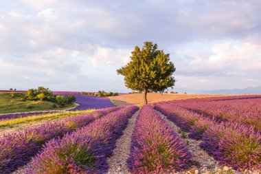 Lavanta alanları yakınında valensole Provence, Fransa.