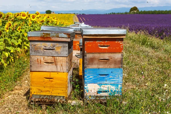 provence yakınındaki valensole, lavanta alanlar üzerinde arı hives. 