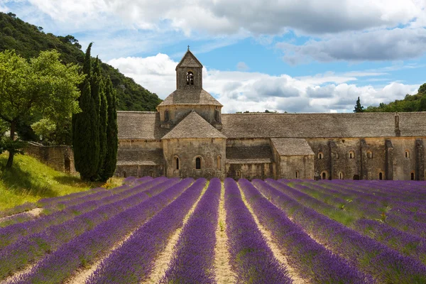 Abdij van senanque en bloeiende rijen lavendel — Stockfoto