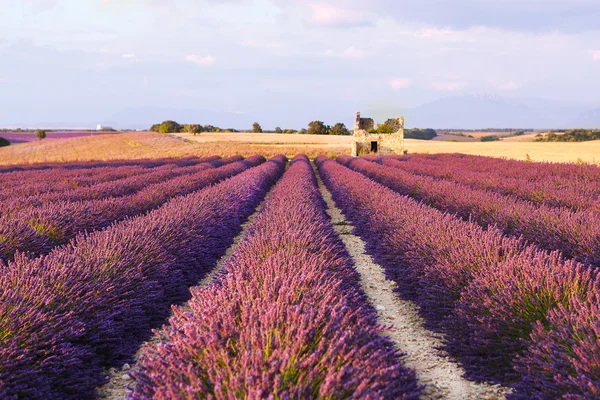 Campos de lavanda cerca de Valensole en Provenza, Francia . — Foto de Stock