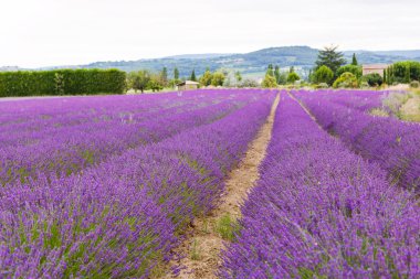 Lavanta alanları yakınında valensole Provence, Fransa.