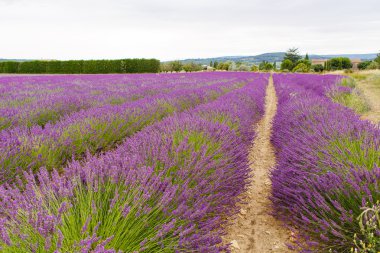 Lavanta alanları yakınında valensole Provence, Fransa.