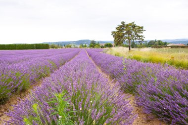 Lavanta alanları yakınında valensole Provence, Fransa.