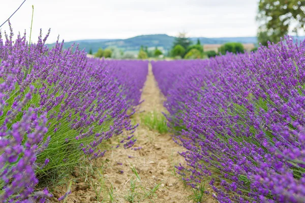 在普罗旺斯，法国的 valensole 附近的薰衣草田. — 图库照片