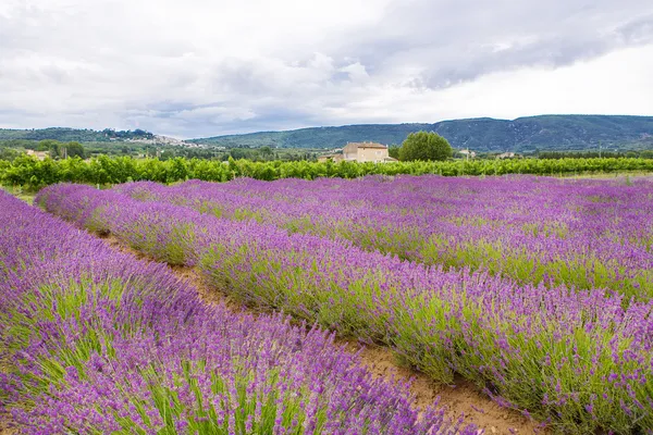 Лавандовые поля рядом с Valensole в Провансе, Франция . — стоковое фото