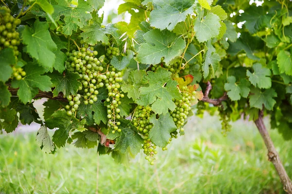 Zöld szőlő a szőlő, növekszik a provence, Franciaország. — Stock Fotó