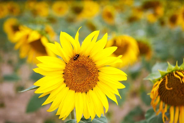 Sonnenblumenfeld, Provence in Südfrankreich. — Stockfoto