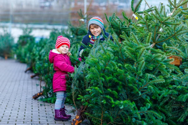 Two little siblings toddler girl and kid boy holding Christmas tree on a market. Happy children in winter fashion clothes choosing and buying Xmas tree in outdoor shop. Family, tradition, celebration — Stock Photo, Image