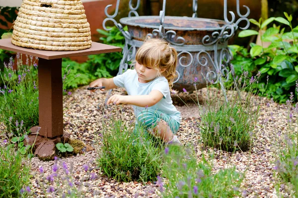 Dziewczynka z przedszkola krojąca kwiaty lawendy w ogrodzie. Szczęśliwe dziecko pracujące z nożyczkami. Dzieci uczą się pielęgnować kwiaty i rośliny. — Zdjęcie stockowe
