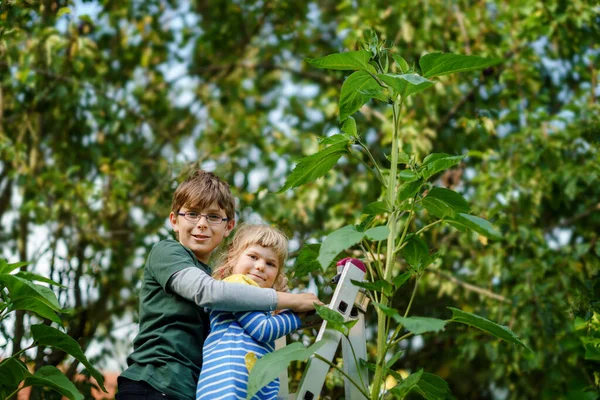 Niña preescolar y niño con gran girasol en el jardín doméstico. Los niños felices aprenden jardinería, plantación y cultivo de flores y plantas. Niños y ecología, concepto de medio ambiente. — Foto de Stock