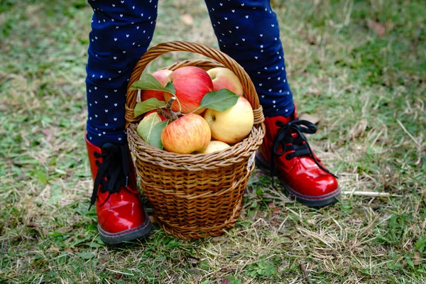 Close-up de cesta com maçãs vermelhas e botas vermelhas em criança pequena, menina pré-escolar na fazenda orgânica, outono ao ar livre. Criança se divertindo com a ajuda e colheita. — Fotografia de Stock