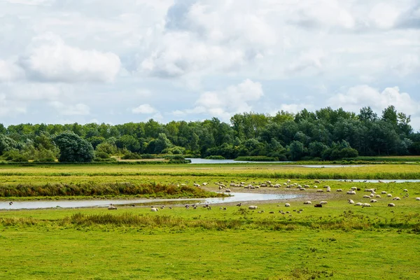 Piękny region Schlei w Niemczech, Szlezwik Holsztyn. Niemiecki krajobraz w lecie. — Zdjęcie stockowe