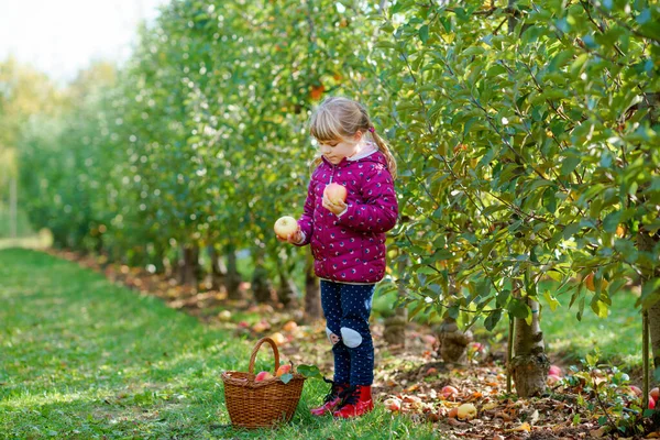 有機果樹園で赤いリンゴのバスケットとカラフルな服の小さな就学前の女の子。幸せな幼児の子供は木から健康的な果物を選んで楽しんでいます。小さなヘルパーと農家。収穫時期. — ストック写真