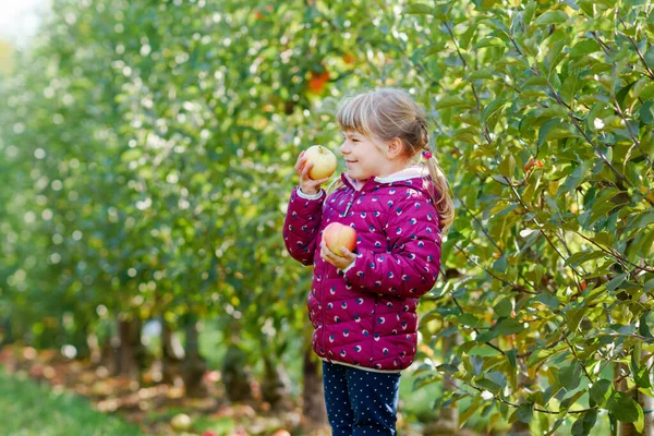 Little preschool girl in colorful clothes with basket of red apples in organic orchard. Happy toddler child picking healthy fruits from trees and having fun. Little helper and farmer. Harvest time. — Stock Photo, Image