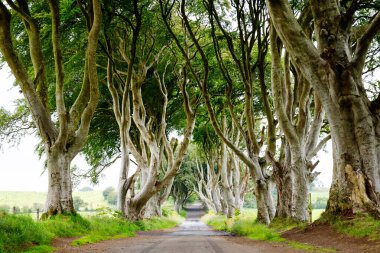 Bulutlu bir günde Kuzey İrlanda 'nın Antrim ilçesindeki muhteşem Karanlık Çitler. Bregagh Yolu boyunca Armoy ve Stranocum arasında kayın ağaçlarından oluşan bir cadde. Turistler olmadan boş yol