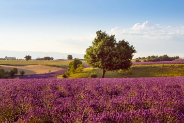 Fransa 'nın Provence kentindeki Valensole yakınlarında güzel mor lavanta tarlaları. Günbatımında çiçek açan çiçeklerle birlikte tipik provenkal manzara. Sıcak ışık
