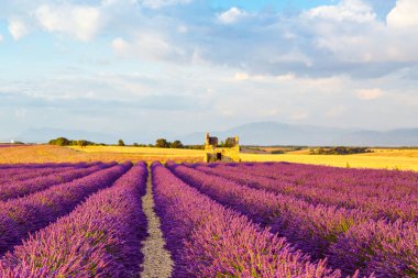 Fransa 'nın Provence kentindeki Valensole yakınlarında güzel mor lavanta tarlaları. Günbatımında çiçek açan çiçeklerle birlikte tipik provenkal manzara. Sıcak ışık