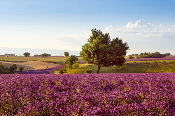 Hermosos campos de lavanda púrpura floreciente cerca de Valensole en Provenza, Francia. Paisaje provenzal tradicional típico al atardecer con flores florecientes. Luz cálida — Foto de Stock