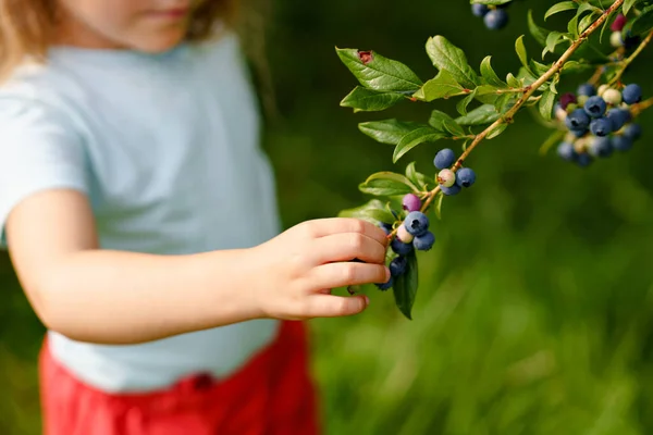 Little preschool girl picking fresh berries on blueberry field. Toddler child pick blue berry on organic orchard farm. Toddler farming. Preschooler gardening. Summer family fun. Healthy bio food. — Stock Photo, Image