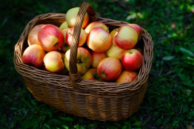 Sepetin içindeki organik kırmızı elmalar. Meyve bahçesi. Sonbahar Bahçesi.