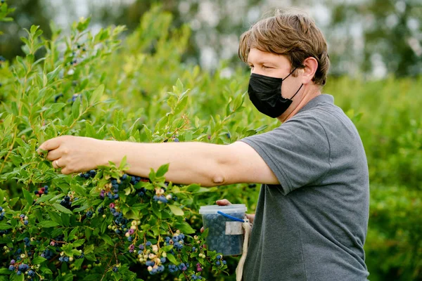 Muž středního věku s lékařskou maskou sbírající čerstvé bobule na borůvkovém poli. Člověk sbírá modré bobule na organické sadové farmě během období pandemie viru koróna. Lidé zemědělství a zahradničení. — Stock fotografie