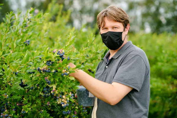 Muž středního věku s lékařskou maskou sbírající čerstvé bobule na borůvkovém poli. Člověk sbírá modré bobule na organické sadové farmě během období pandemie viru koróna. Lidé zemědělství a zahradničení. — Stock fotografie