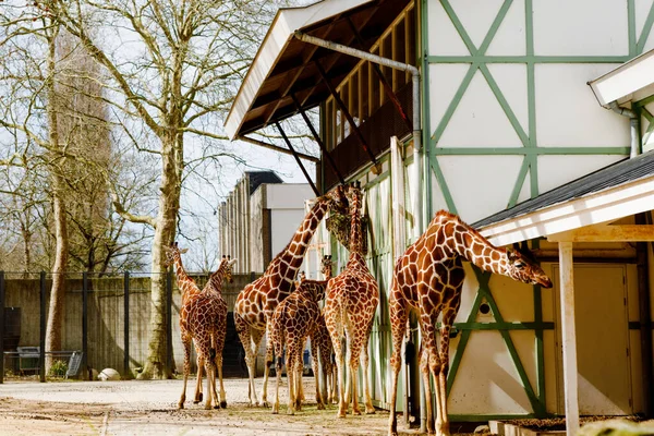 Giraffen in de Dierentuin safaripark. Mooie wildlife dieren op zonnige warme dag — Stockfoto