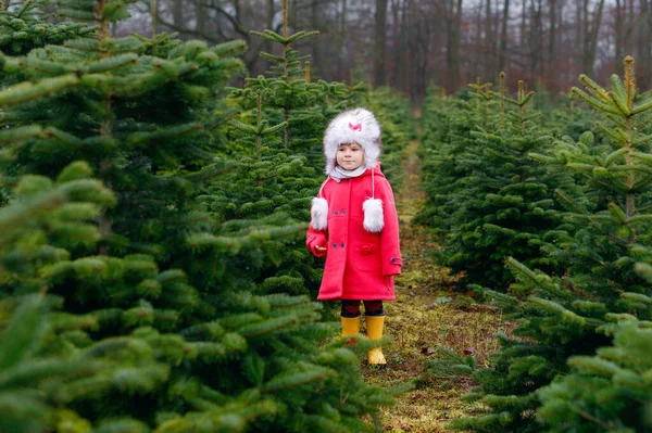 Urocza dziewczynka z choinką na plantacji jodły. Szczęśliwe dziecko w zimowych ubraniach modowych wybierając, wycinając i ścinając własne choinki w lesie, tradycja rodzinna w Niemczech — Zdjęcie stockowe