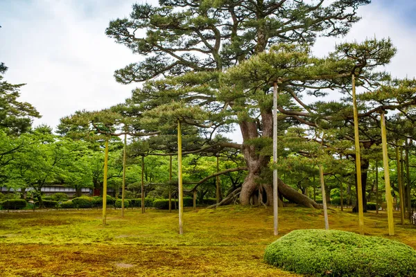 日本石川县金泽园（英语：Kenroku-en garden）是日本的一个古老的传统花园。肯罗库恩是日本三个大花园中的一个，与开拉库恩和可拉库恩一起，是日本最大的三个花园之一. — 图库照片