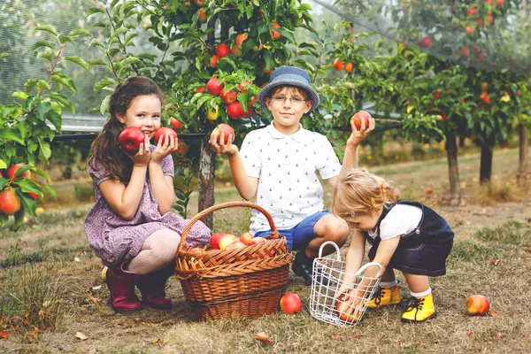 Portrait de deux petites filles et petit garçon aux pommes rouges dans un verger bio. Heureux frères et sœurs, enfants, frères et sœurs cueillant des fruits mûrs dans les arbres et s'amusant. Famille de trois personnes . — Photo