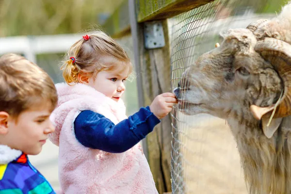Dua anak gadis balita dan anak sekolah memberi makan kambing kecil dan merambat di peternakan anak-anak. Saudara yang bahagia kakak dan adik hewan peliharaan di kebun binatang. Akhir pekan keluarga yang menyenangkan . — Stok Foto
