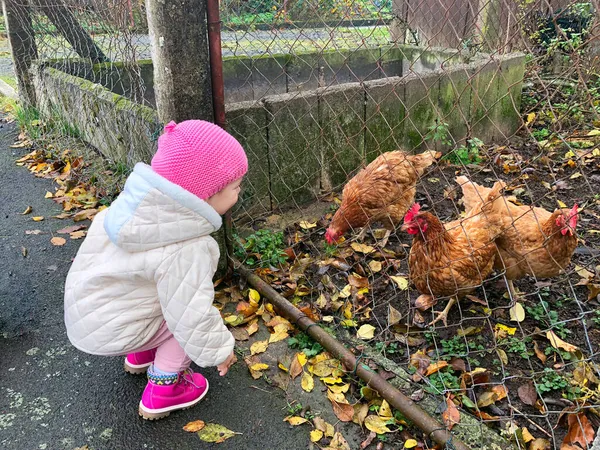 Adorable linda niña alimentando pollo en una granja de animales salvajes. Niño feliz con aves domésticas en el día frío. Emocionado y feliz chica con ave de granja —  Fotos de Stock