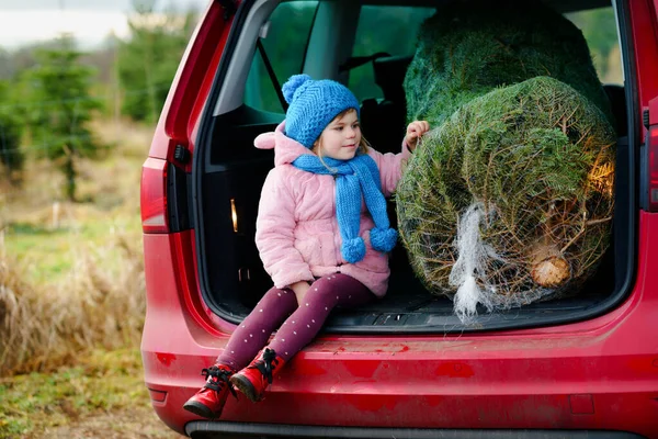 Imádnivaló kis óvodás lány karácsonyfával a családi autóban. Boldog egészséges gyermek téli divat ruhák kiválasztása és megvásárlása nagy karácsonyfa a hagyományos ünneplés. — Stock Fotó