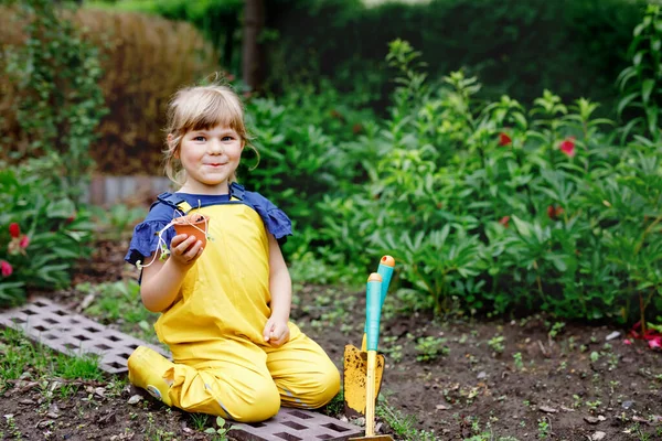 小さな就学前の女の子は国内庭にひまわりの苗を植えます。幼児の子供は園芸を学び、花や植物を植え栽培します。子供と生態環境の概念. — ストック写真
