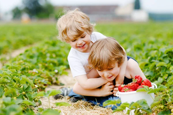 Två små syskon förskolekillar som har kul på jordgubbsgården på sommaren. Barn, glada söta tvillingar som äter hälsosam ekologisk mat, färska jordgubbar som mellanmål. Barn hjälper till med skörden — Stockfoto