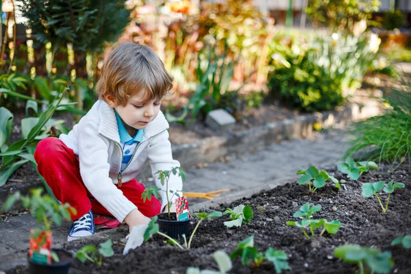 Liten pojke planterar frön och jordgubbar och tomatplantor i grönsaksträdgården, utomhus. Glad förskolebarn gör våraktiviteter tillsammans. Kid lära sig och hjälpa till i trädgården. — Stockfoto