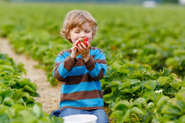 Feliz niño de preescolar recogiendo y comiendo fresas en la granja orgánica de bayas biológicas en verano. Niño en un día cálido y soleado sosteniendo fresa sana madura. Campos de cosecha en Alemania. — Foto de Stock