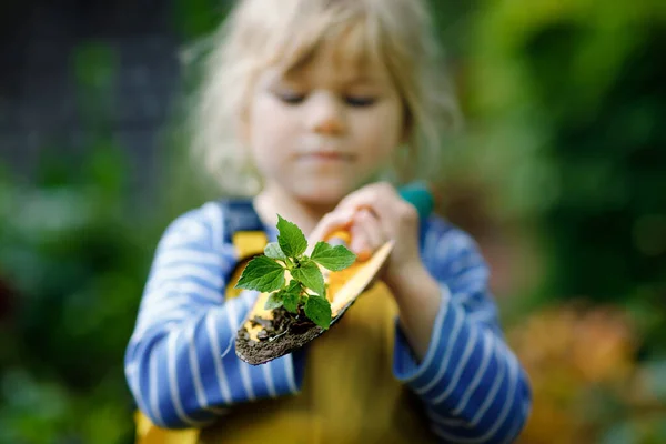 Adorable little toddler girl holding garden shovel with green plants seedling in hands. Cute child learn gardening, planting and cultivating vegetables in domestic garden. Ecology, organic food. — Stock Photo, Image